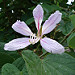 bauhinia