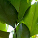 kalatea