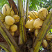 cocos