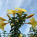alamanda